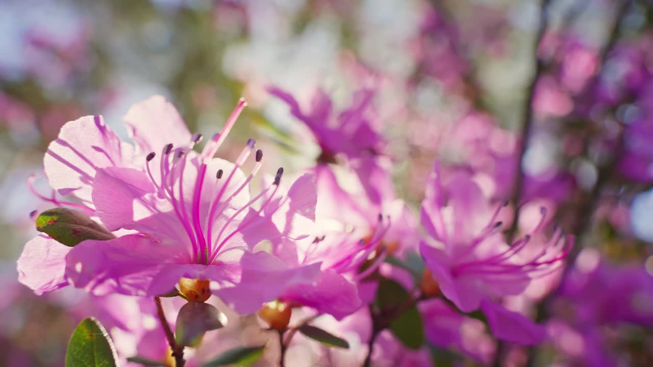 Pink Azalea Blossoms in Spring