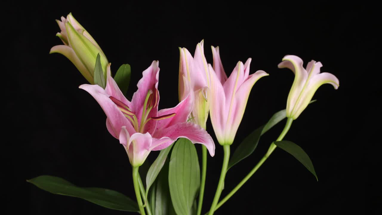 핑크 릴리 꽃이 꽃을 피우는 4k 타임 스