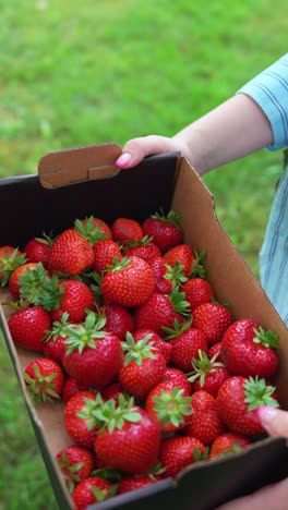 girl holding a box filled with fresh strawberries, captured in vertical format