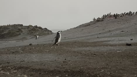 Pingüino-Solitario-Camina-Hacia-La-Colonia-En-Un-Entorno-épico-De-Isla-De-Verano