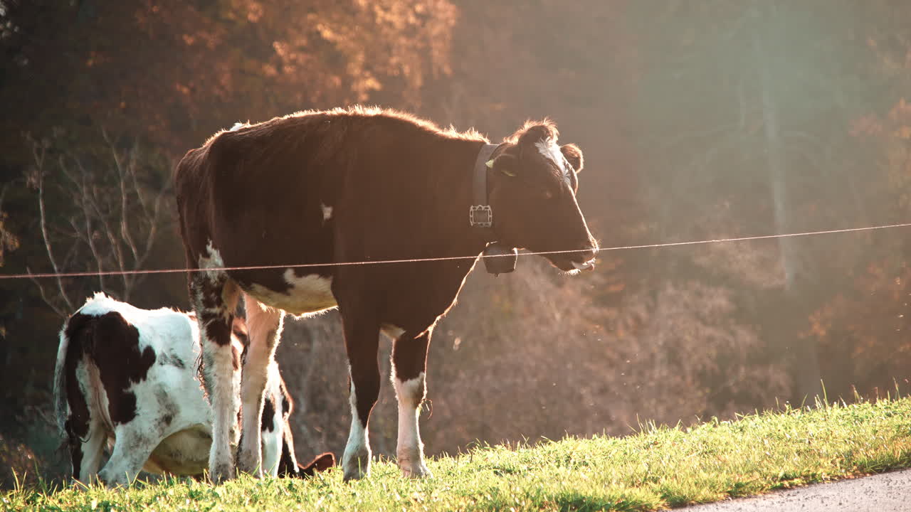 mucca ruspante con orecchie etichettate in terreni agricoli aperti durante l'ora d'oro