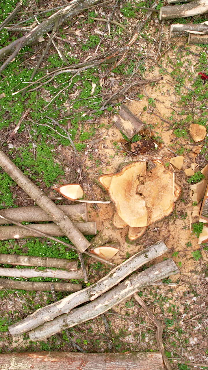 A highangle vertical shot showing a fresh tree stump surrounded by sawdust and cut logs in a forest clearing. Ideal for environmental, forestry, or deforestation concepts