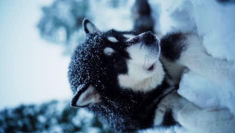 an alaskan malamute reclining on the snowy ground as snow falls in indre fosen, trondelag county, norway - vertical shot