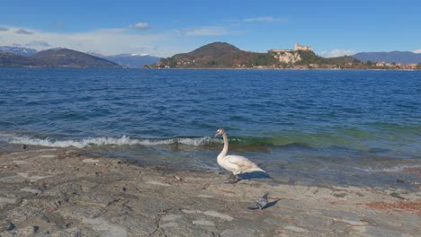 cisne blanco salvaje camina a lo largo de la orilla del lago maggiore en el norte de italia