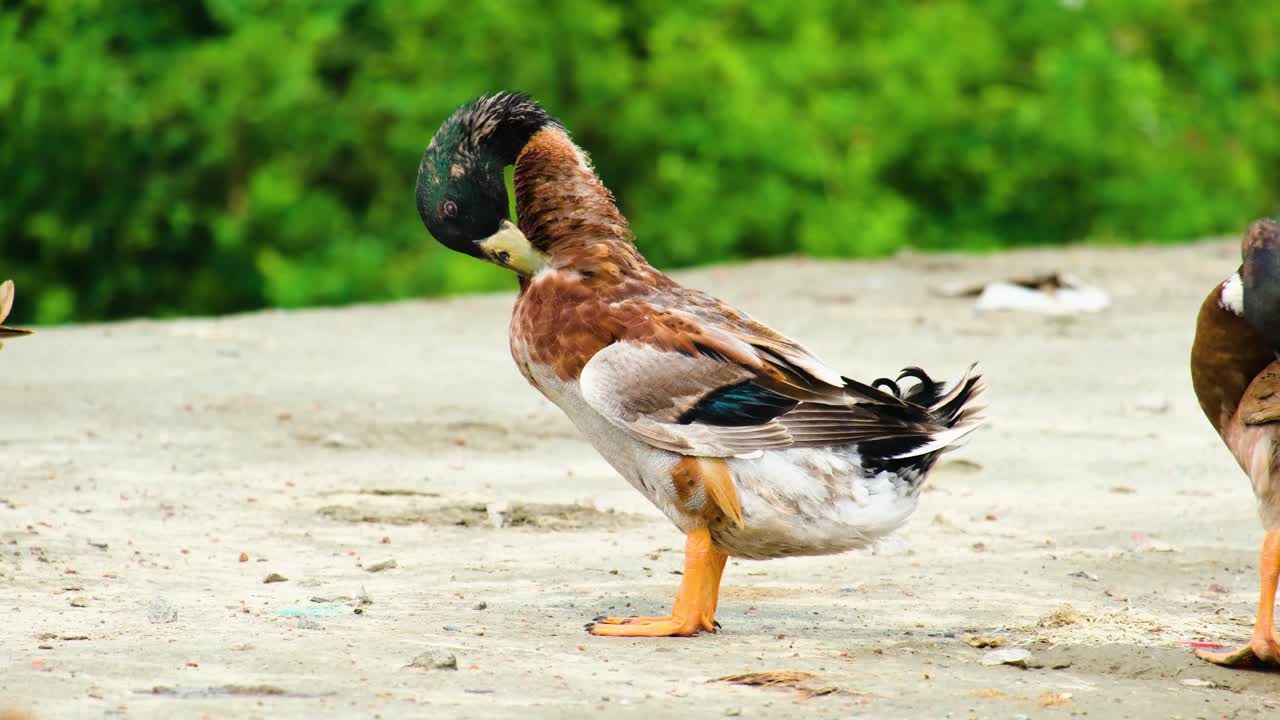 Beautiful mallard duck pecking, itching it's feather with its beak close-up shot