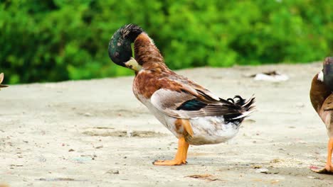 Schöne-Stockente-Pickt,-Juckt-Ihre-Feder-Mit-Ihrem-Schnabel,-Nahaufnahme