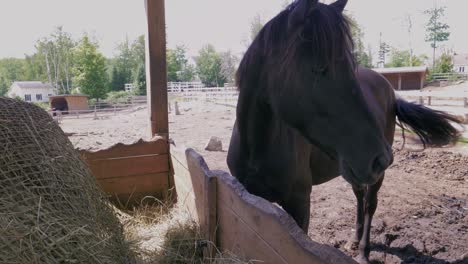 caballo negro comiendo heno en la granja
