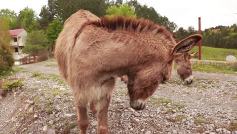 Burros-Curiosos-Se-Acercan-A-La-Cámara-Y-La-Huelen-Por-La-Nariz-En-Un-Pueblo-De-Montaña-En-Los-Balcanes