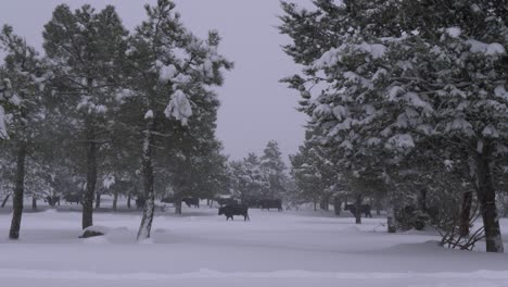 Kühe-Im-Schnee-Gefangen