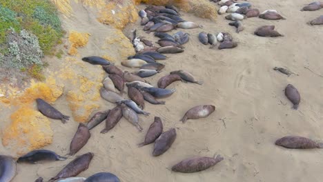 seal resting in the sand on the california coastline along pch 1