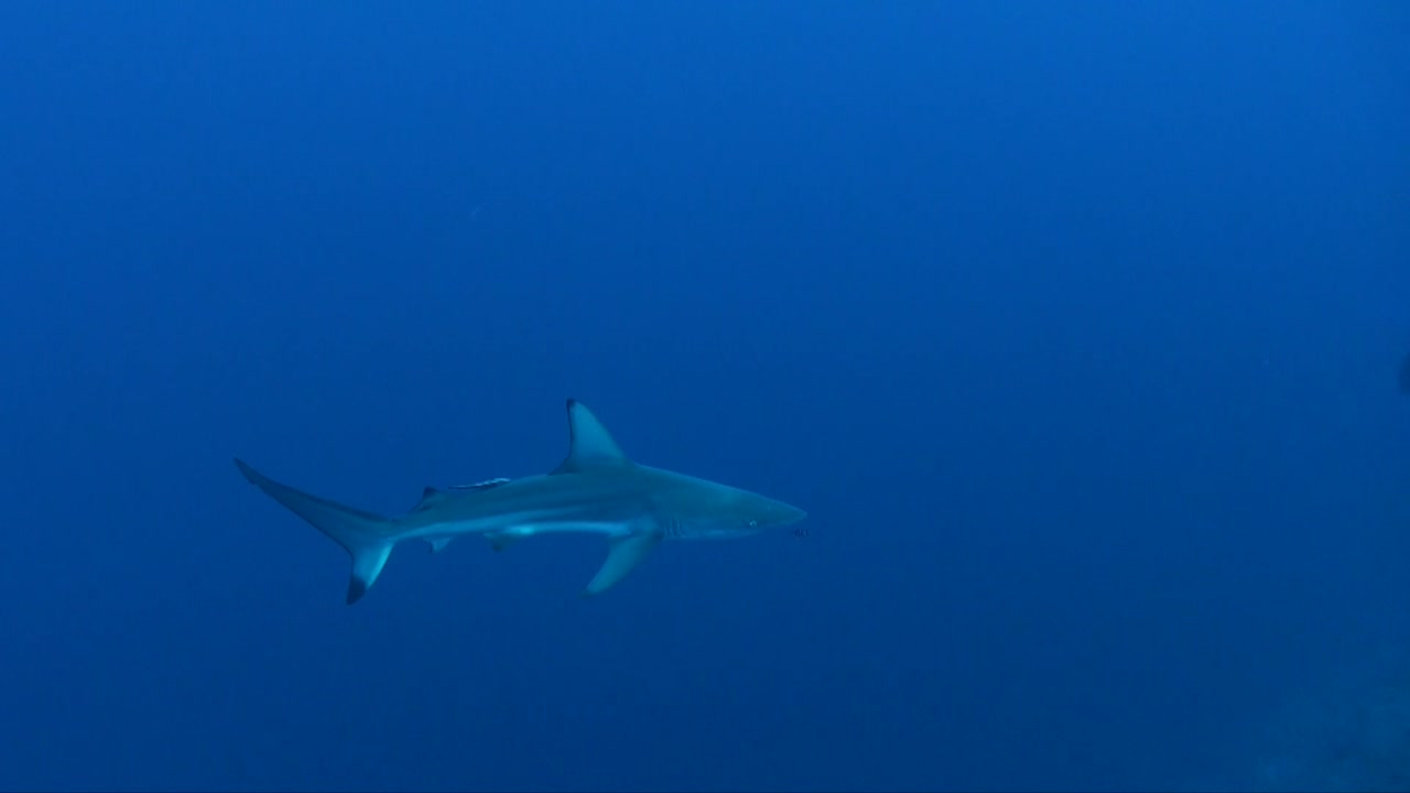 홍해의 산호초 위로 파란색에서 헤엄치는 어린 블랙팁 상어