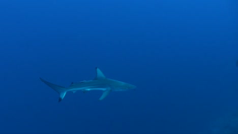tiburón de punta negra juvenil nadando desde el azul sobre un arrecife de coral en el mar rojo
