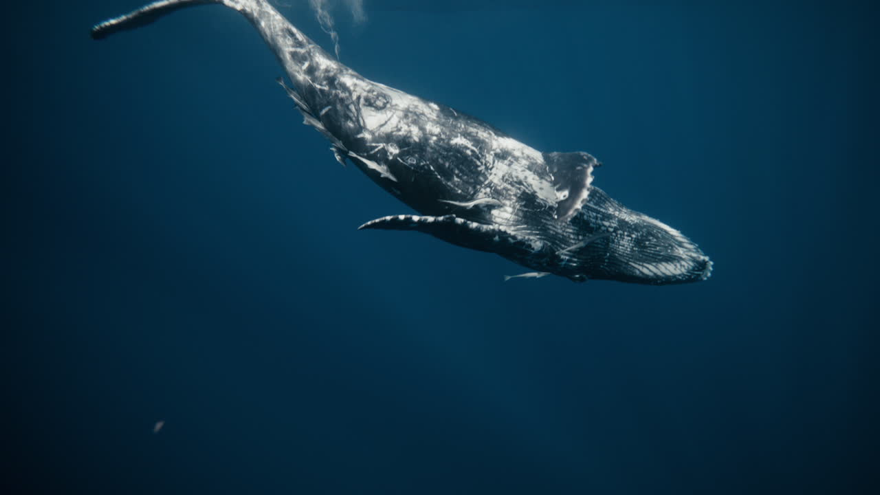 Humpback whale rotates gently in clear blue water, sunlight shaping soft patterns around it, slow motion