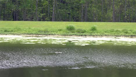 alligator slowly and quietly swims across public pond in florida, 4k