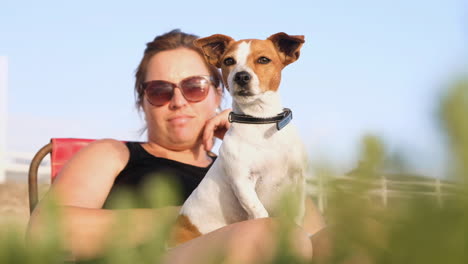 very alert and cute jack russell terrier sits on woman's lap