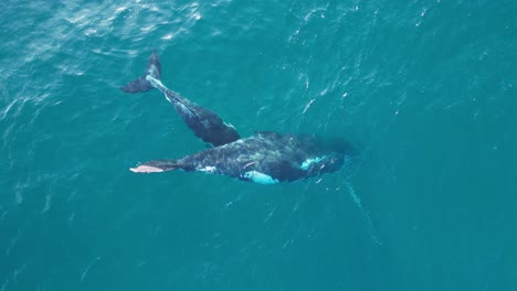 Das-Neugeborene-Buckelwalkalb-Ernährt-Sich-Von-Seiner-Mutter,-Während-Es-Auf-Dem-Blauen-Meerwasser-Schwimmt