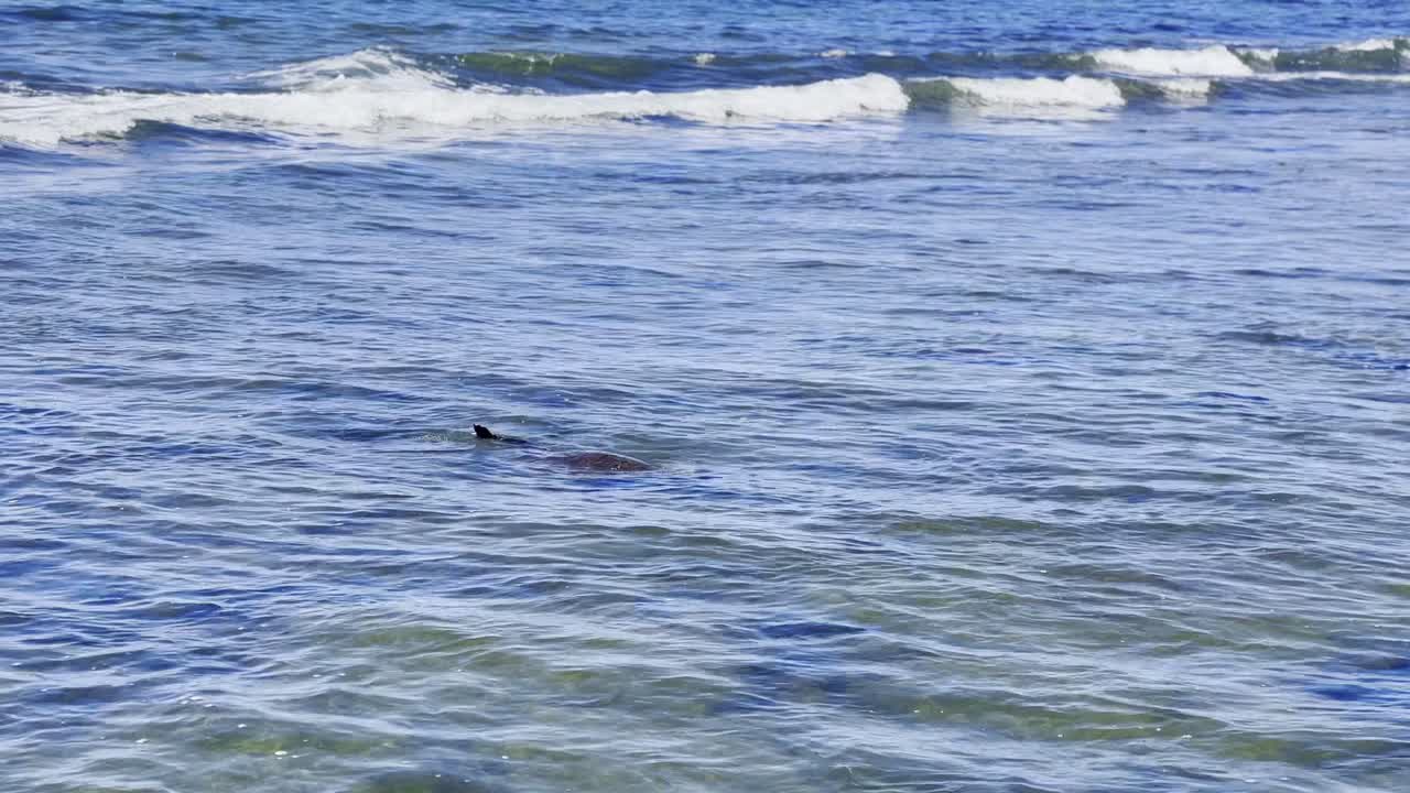 Cinematic wide shot of Hawaiian green sea turtles swimming in the shallow waters in the Kaloko-Honokōhau National Historical Park on the Big Island of Hawai'i