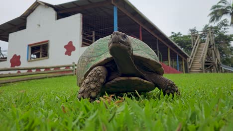 fotografía de cerca de la tortuga caminando por el césped hacia la cámara