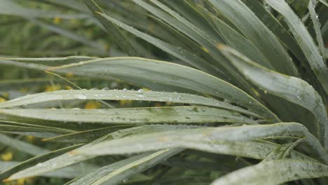 detalle de las gotas de agua en las hojas de las plantas verdes