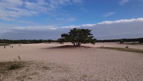 smooth aerial approach of solitary pine tree on a hill in the middle of the soesterduinen sand dunes in the netherlands with blue sky and cloud blanket behind