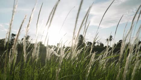 grass flowers blown in the wind and sunlight in nature is beautiful and soft