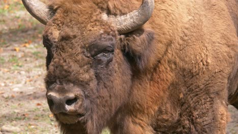 european wisent bison enjoying sunny day in nature