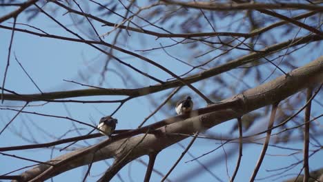 wild bird perched on the tree branch