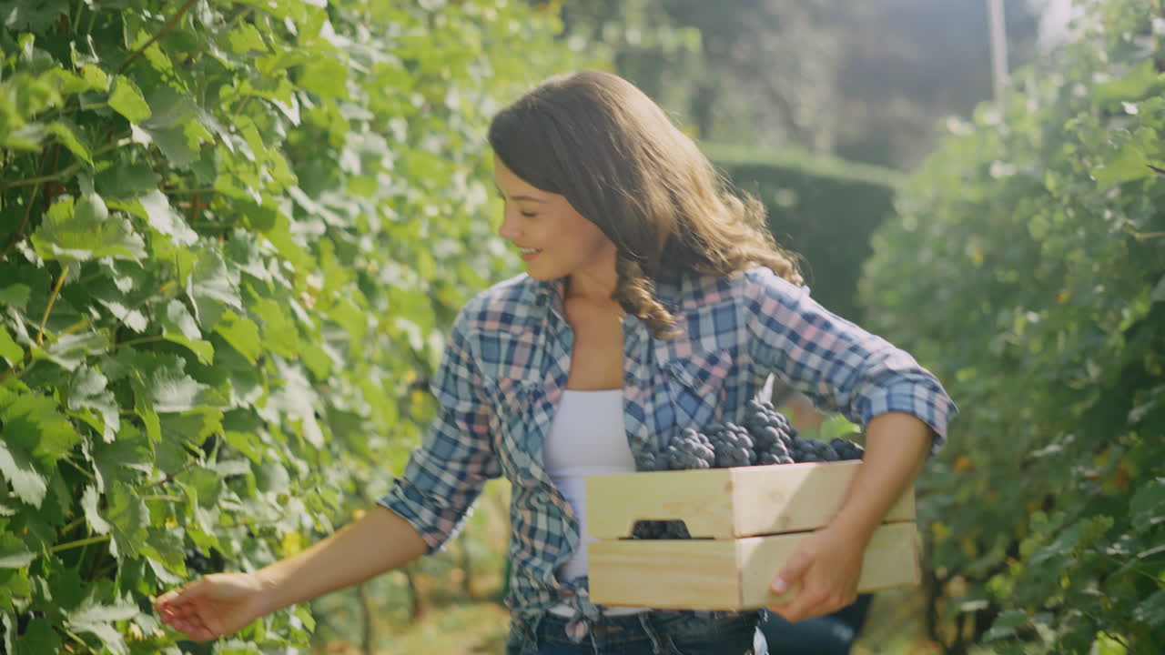 포도 에서 포도 를 수확 하는 여자