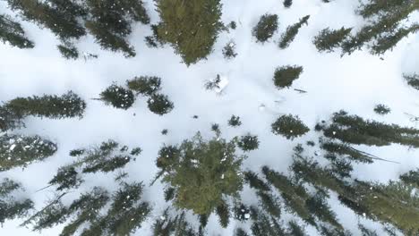 aerial view of a snowy forest