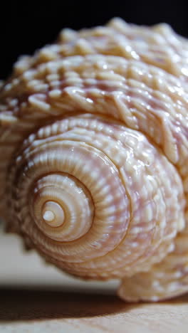 close-up of a seashell