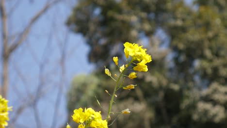 Bee-hovering-over-a-mustard-flower