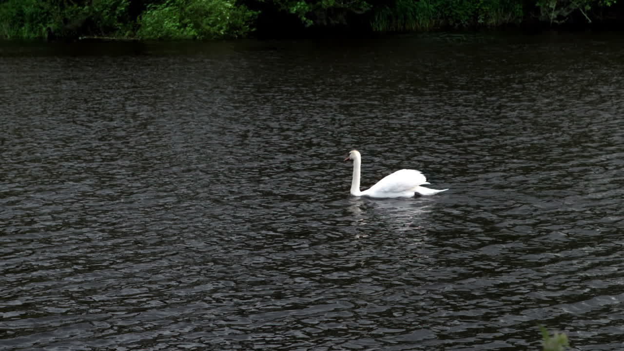 un cisne gracioso nadando a través del agua