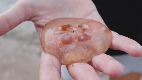 hand holding a jellyfish or a moon jelly during a cloudy day in the summer