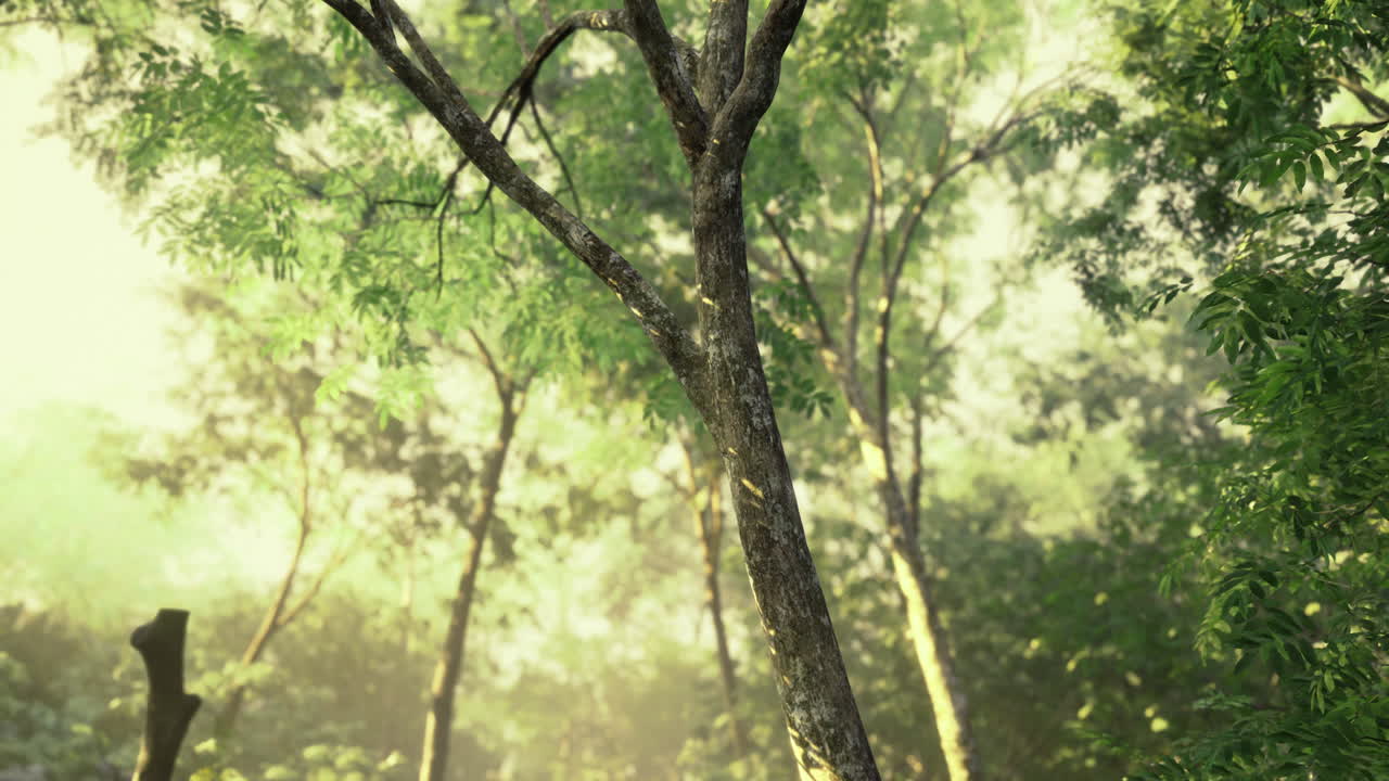 Sunlight filters through lush trees in a serene forest setting at dawn