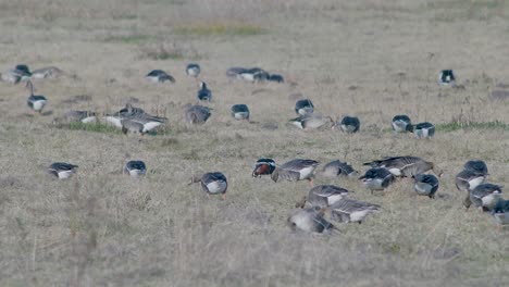 a rare red-breasted goose between white-fronted geese flock in dry grass meadow