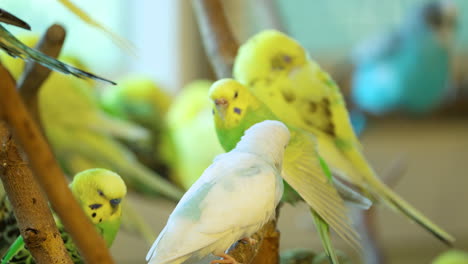 two cute budgerigar birds fighting perched on twig