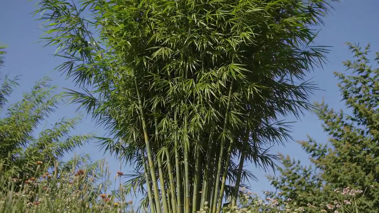 Rüzgarda Nazikçe Sallanan Gür Yeşil Bambu Bitkisi