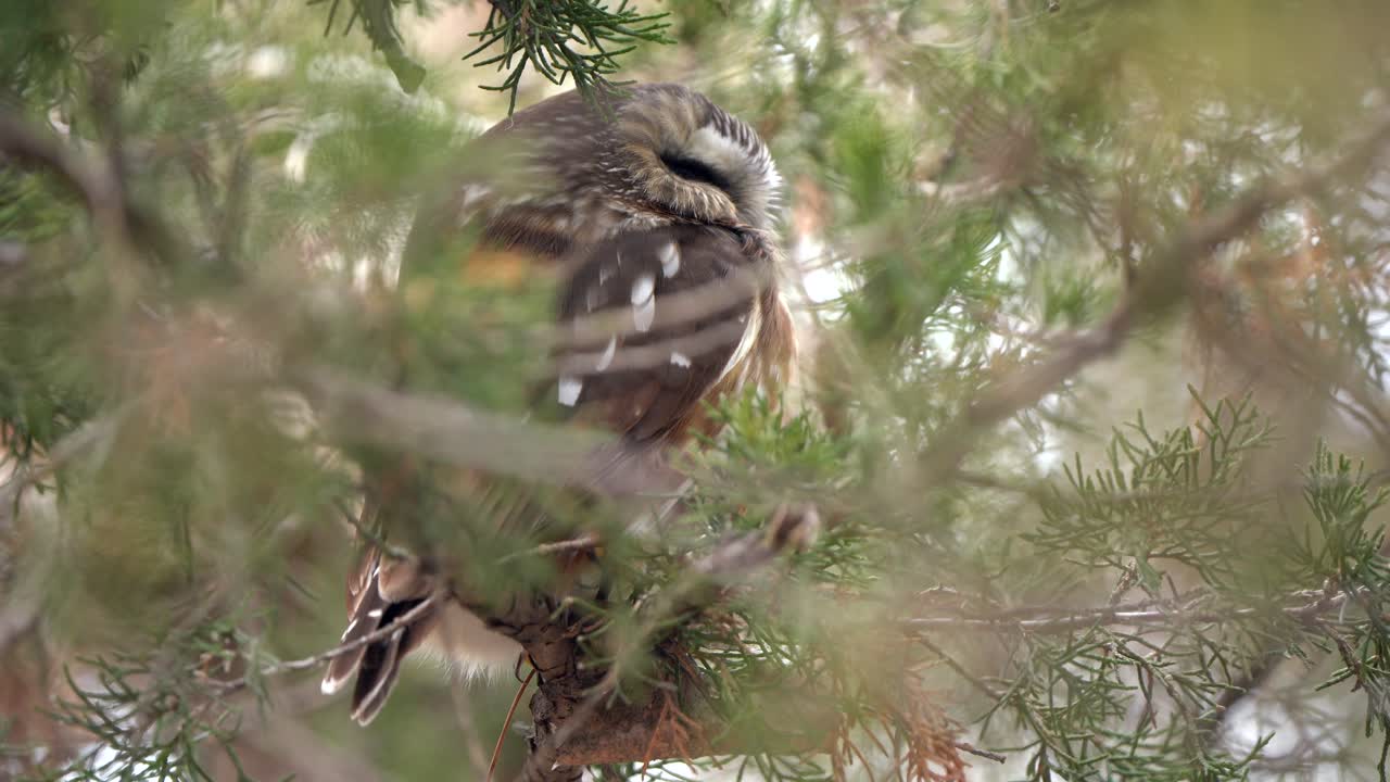 северная сова, спрятанная глубоко в хвойном дереве