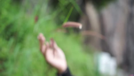 la mano tocando suavemente las flores de caña silvestre en la mañana de invierno