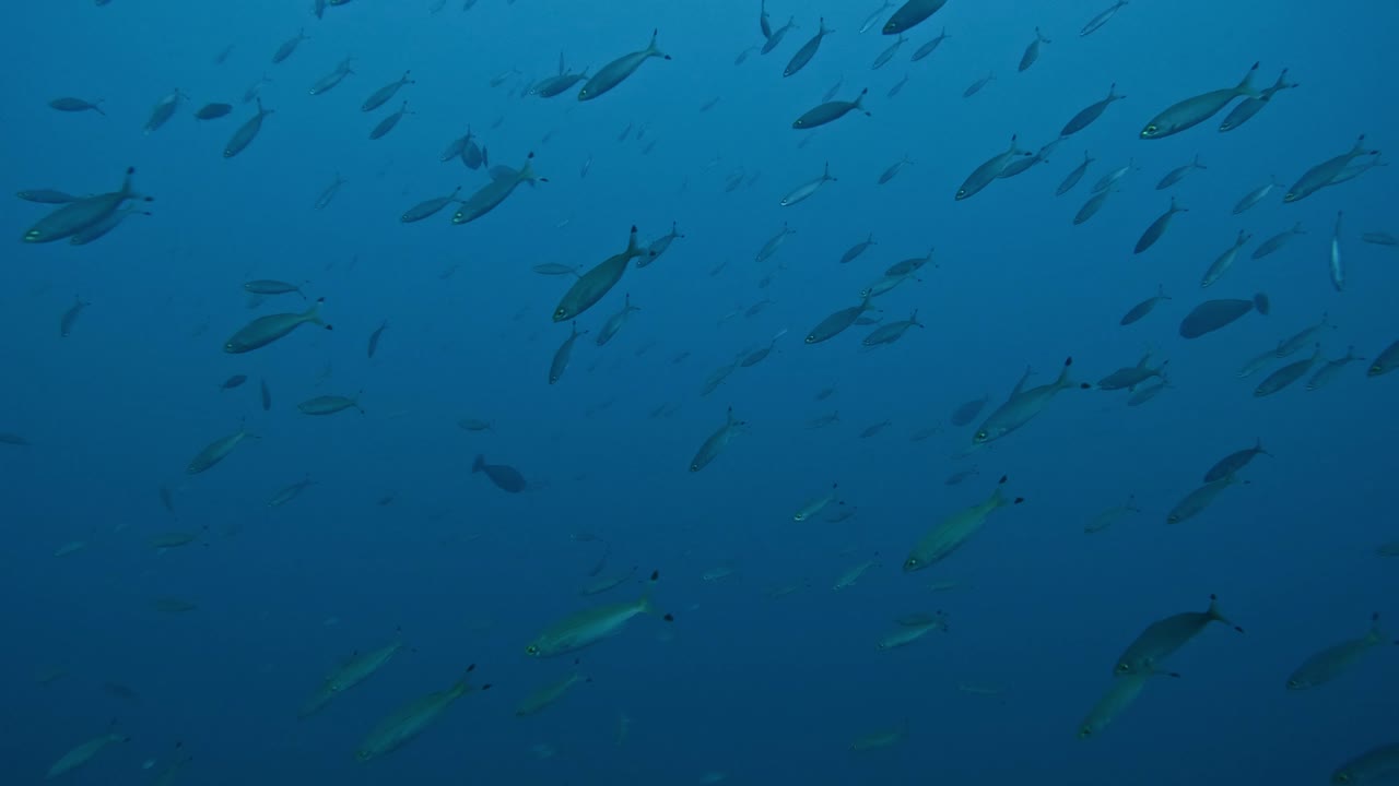 한 방향 으로 수영 하는 사르딘 들 의 집단 이 물  ⁇  에 있다
