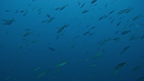 a group of sardines swimming in one direction, underwater