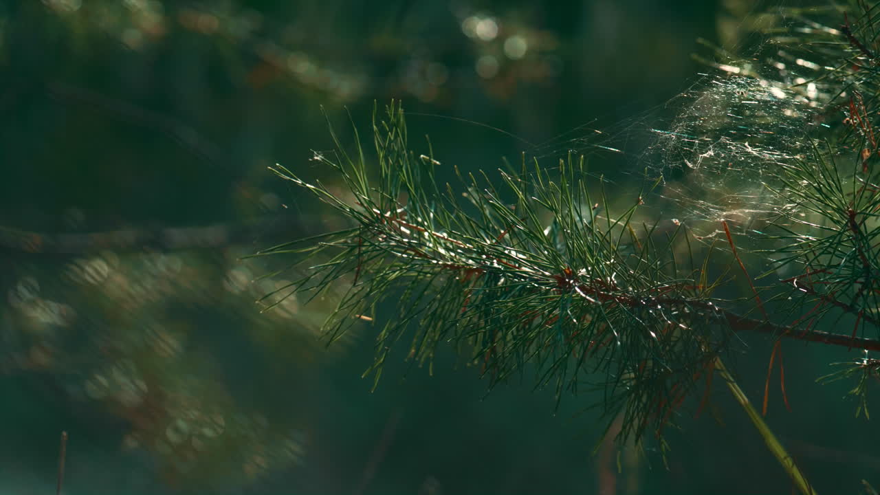 Green fir pine neeples with cobweb on closeup forest tree branch on calm nature.