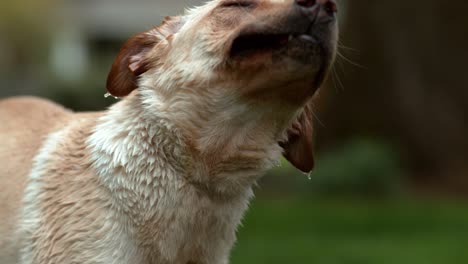 closeup of wet dog shaking off in slow motion