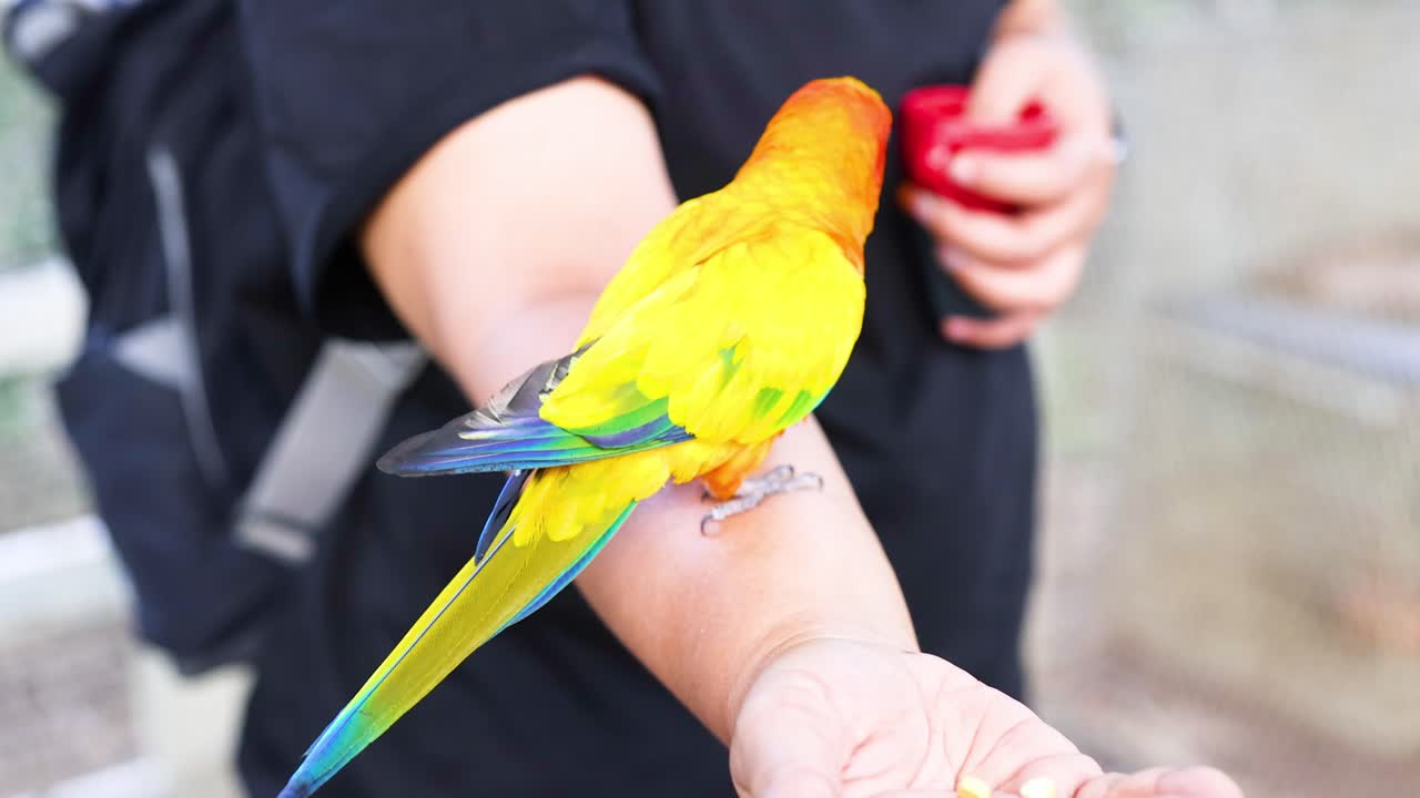 un loro conura del sol se encuentra en una mano