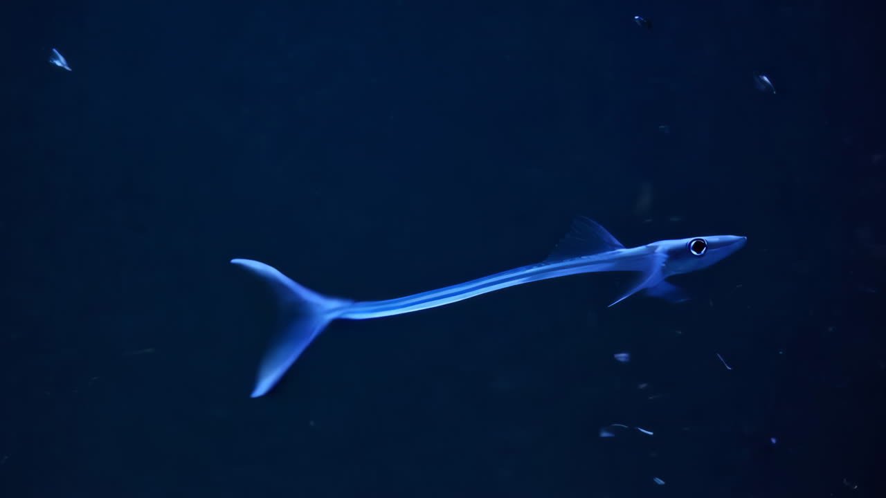 Mysterious Long Fish Gliding in Dark Blue Underwater World