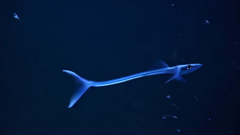 mysterious long fish gliding in dark blue underwater world