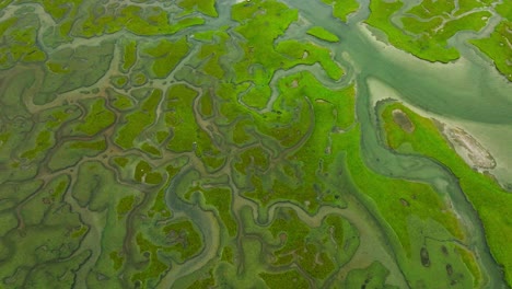 aerial view of a salt marsh ecosystem