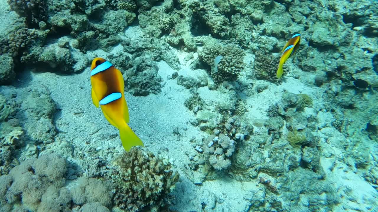 Barriera corallina snorkeling immersioni subacquee Mar Rosso Egitto Sharm el Sheikh pesci sott'acqua