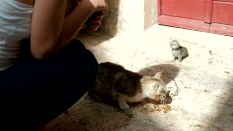 woman is feeding a hungry cat with a small kitten on the street