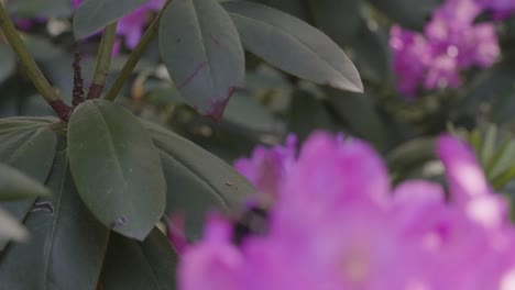 Descending motion across petals and leaves